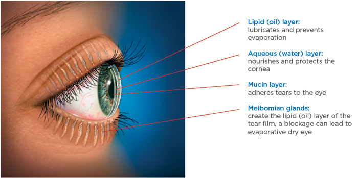 Chart Showing the Layers of the Eye